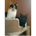 Pebbles & Bamm-Bamm